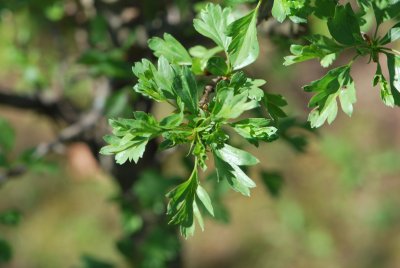 Crataegus monogyna 'Compacta' - hloh jednosemenný 'Compacta' - jarní větévka
